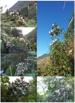 Genetic diversity evaluation of Luculia yunnanensis, a <mark class="highlighted">vulnerable species</mark> endemic to Yunnan, Southwestern China based on morphological traits and EST-SSR markers